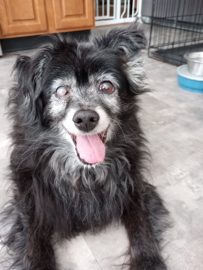 picture of a black dog with a grey muzzle. His tongue is out and his eyes are a little asymmetrical as the right one is cloudy and a little smaller than the left eye