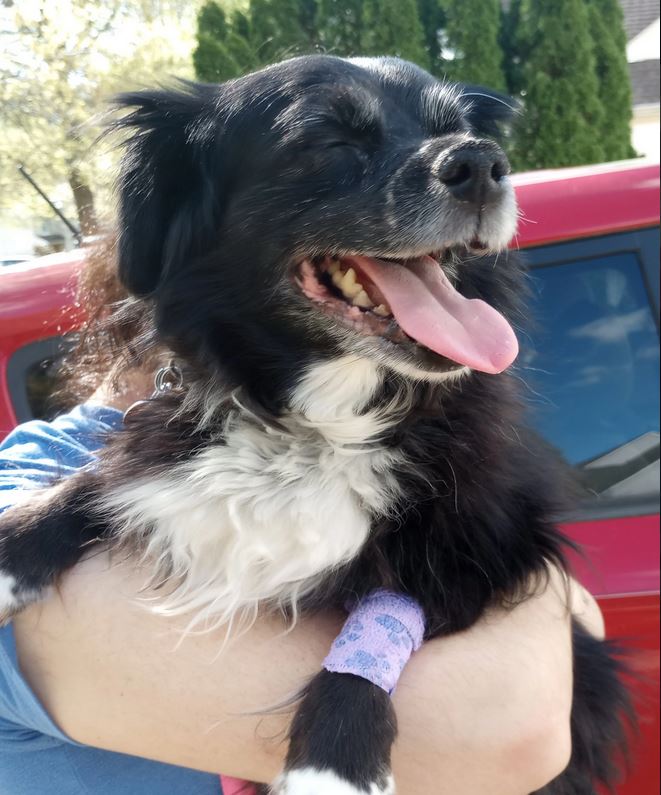 a black dog with a white chest being held. She has her mouth open in a smile and has a scar running across her nose.