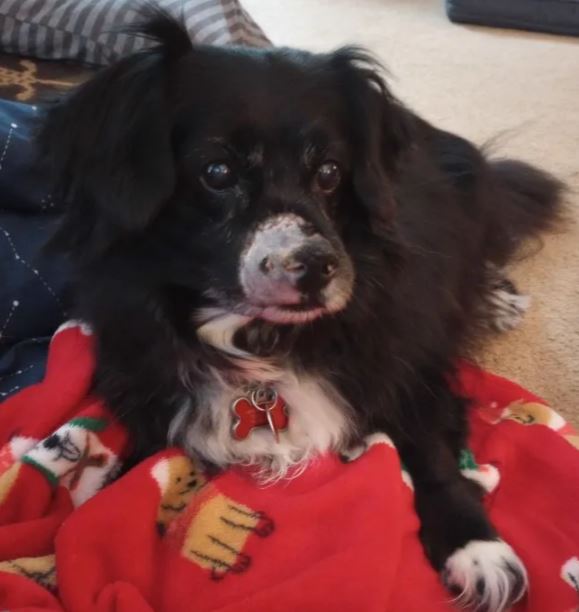 a black dog with a white chest chilling on a red blanket. Her nose is bald on one side.