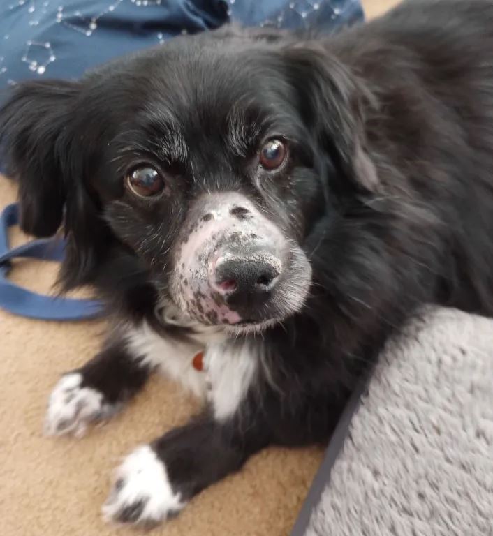 a black and white dog with a bald nose with a scar on it.